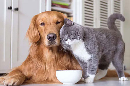 寵物飼料成套工程